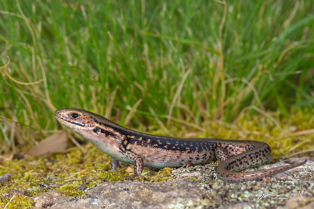 Alpine Water Skink Eulamprus kosciusko. Point Lookout