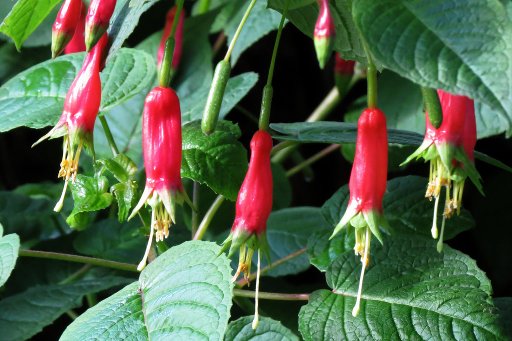 Red fuchsias in San Francisco's Golden Gate Park 20180119… Flickr