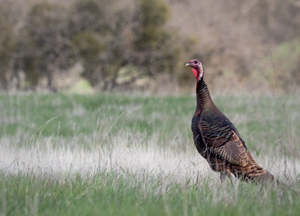 Home on the Range Wild Turkey roaming the EBRPD with a bun… Flickr