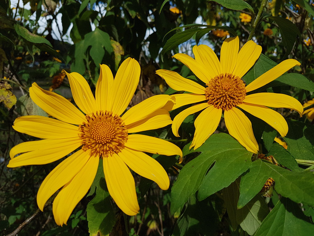Yellow Flower Philippines “Sunflower” Cordilleras © Gelbe … Flickr
