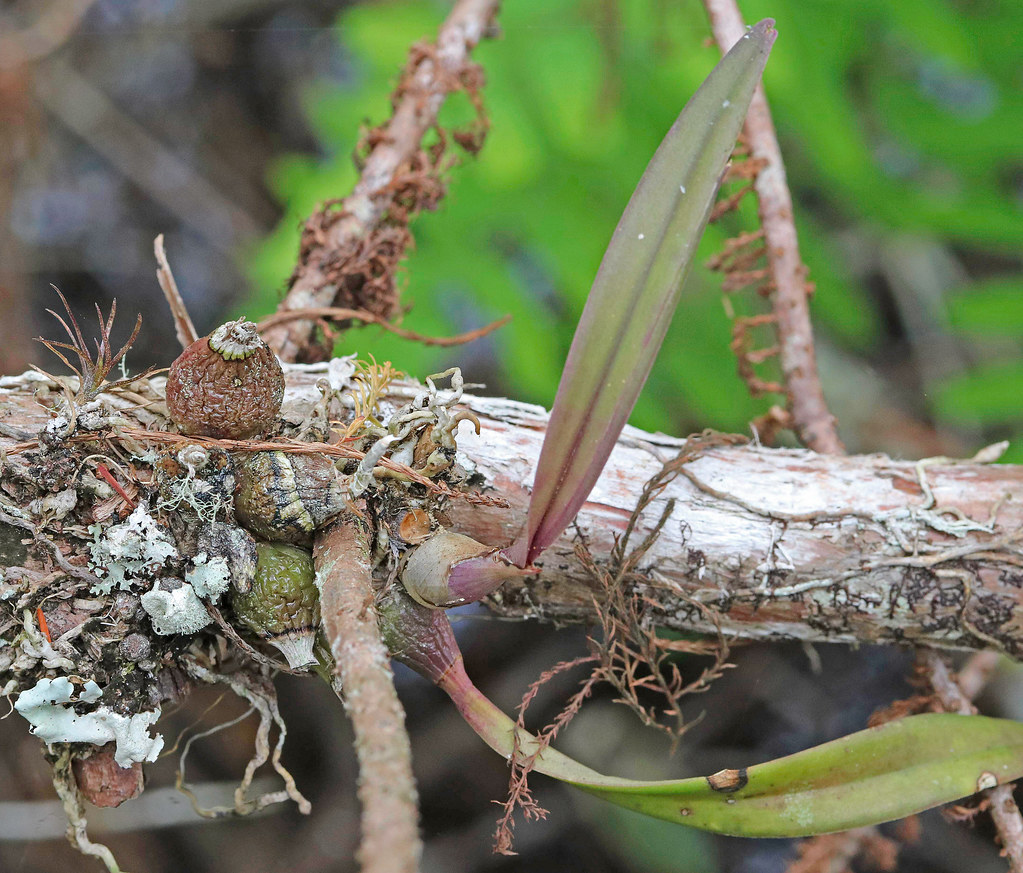 CAE009077a Florida Butterfly Orchid at Corkscrew Swamp San… Flickr