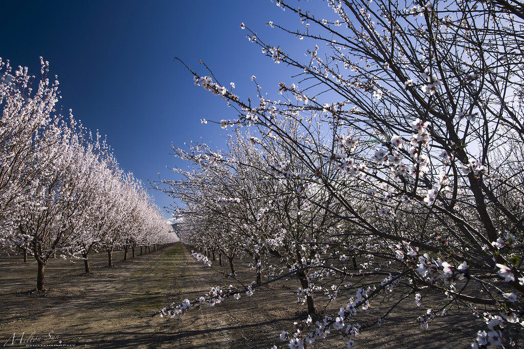 Almond Blossoms in the Valley Farm Taken at Brooks, Yolo C… Flickr