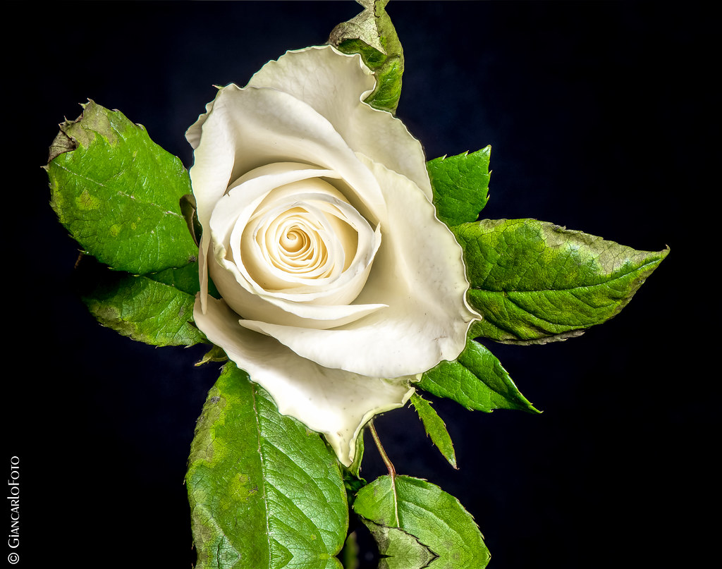 Rose blanche Giancarlo Foto4U Flickr