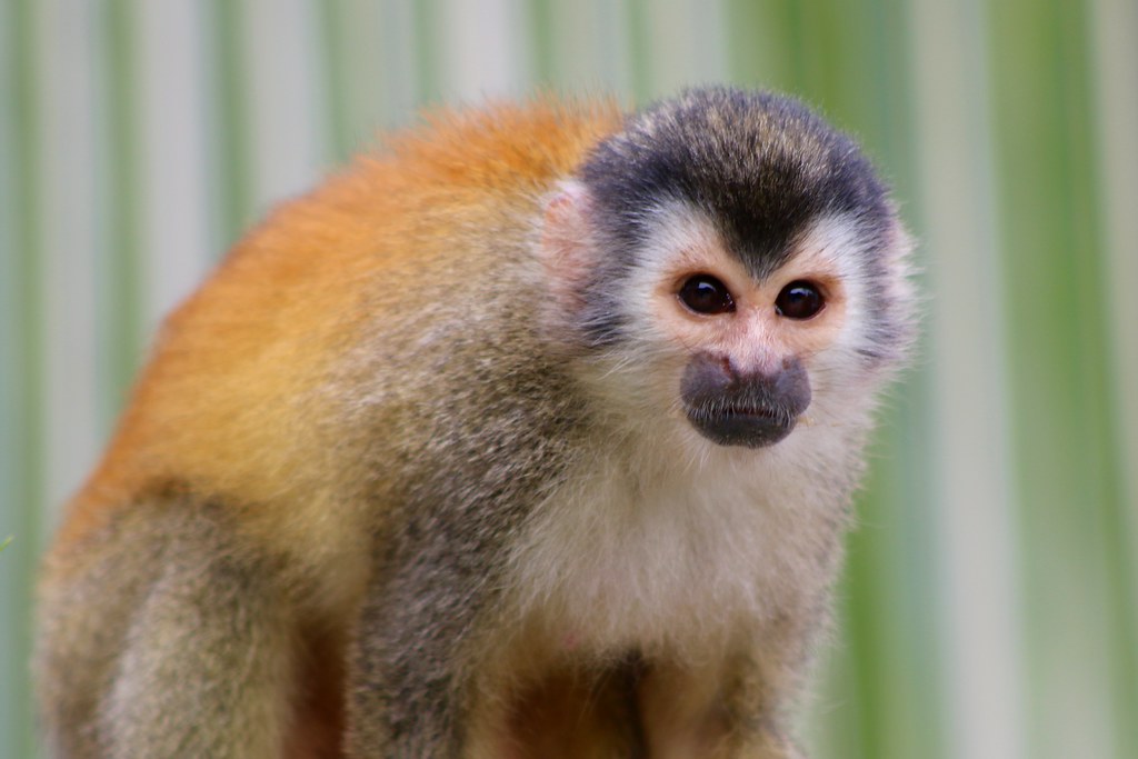 Costa Rica A squirrel monkey closeup. Usually elusive and … Flickr