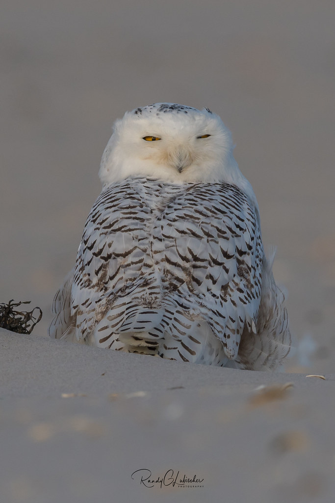 Snowy Owls of New Jersey 2017 29 [EXPLORED] DISCLAIMER… Flickr