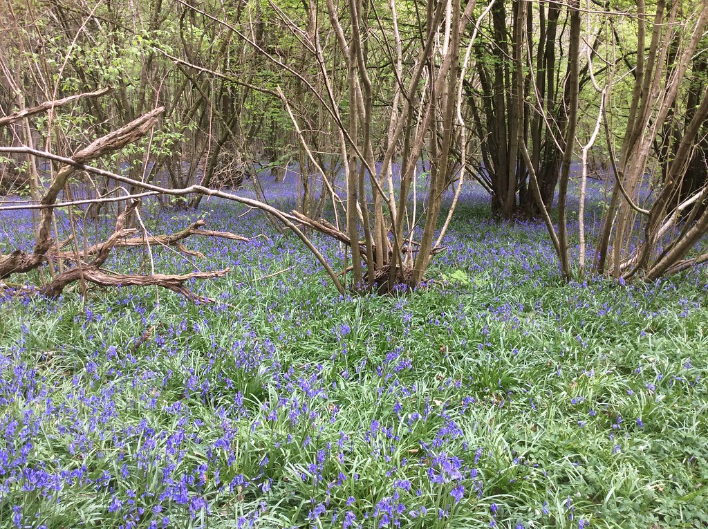 357. Bluebells near Burgess Hill suangeals Flickr