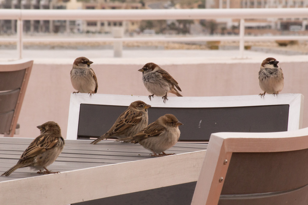 cheekybirds Beryl Harwood Flickr