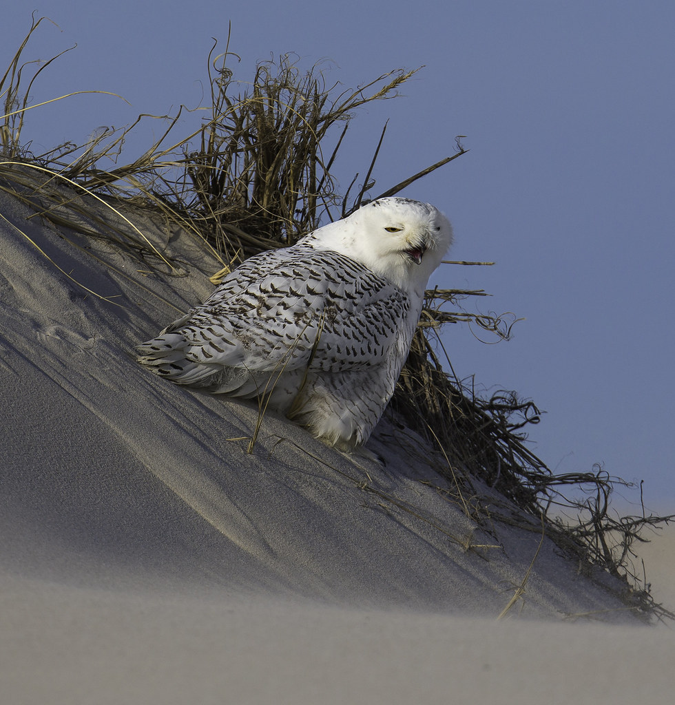 Elevation of Lower Shore Rd, Barnegat, NJ, USA Topographic Map
