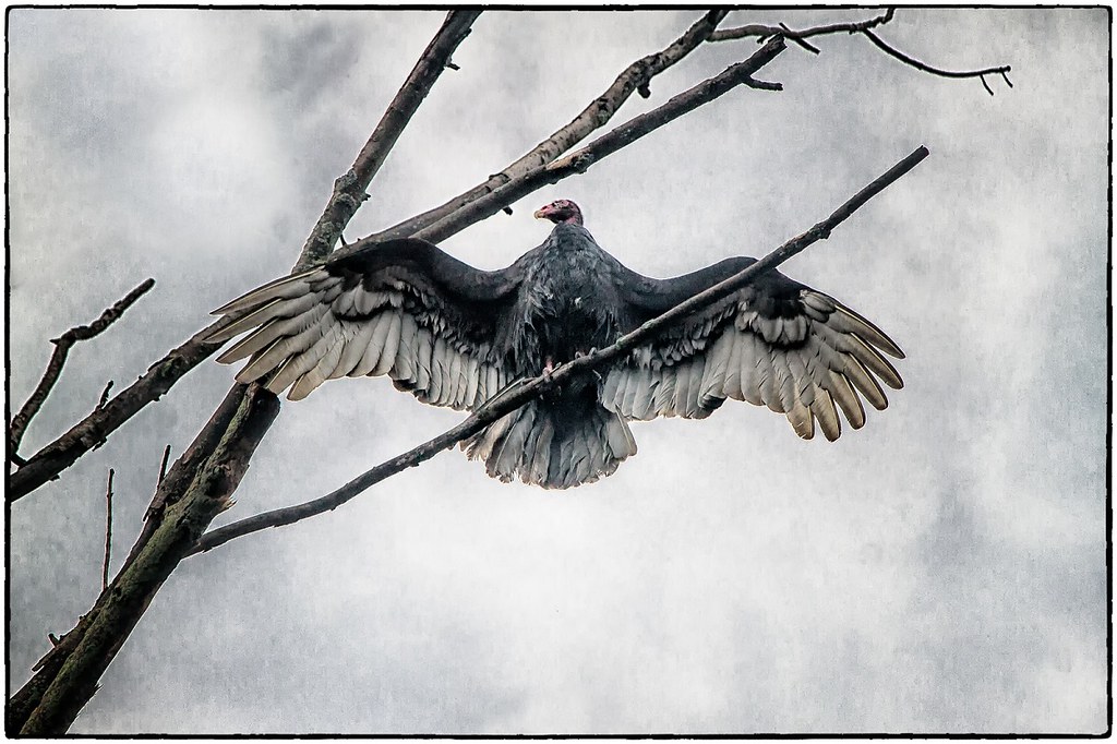 Turkey Vulture turnkey vulture drying his wings Aileen Mozug Flickr