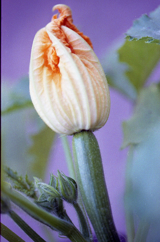 Eating flowers 35mm fuji film Viola Canina Flickr