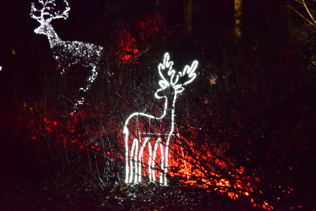 Deers in Christmas lights at Dunham Massey Gardens at Dunh… Flickr