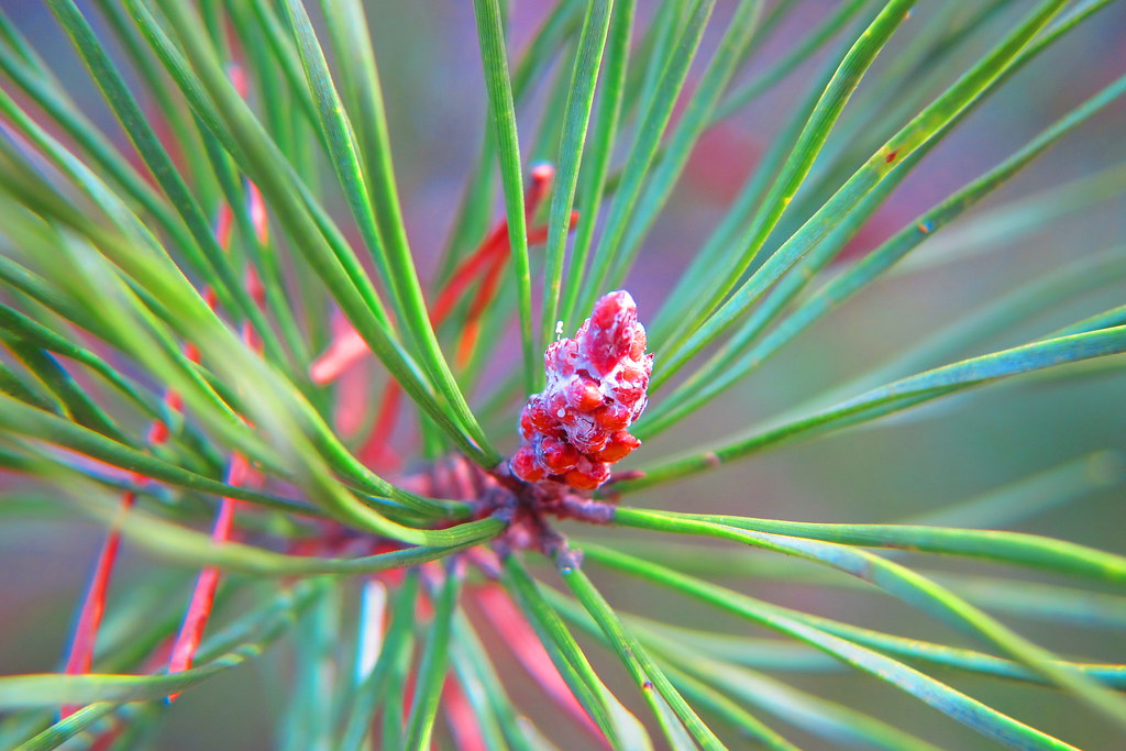 Pine Needles Janice Flickr