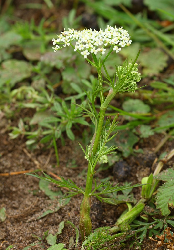 Pignut (Conopodium majus) Moor Closes 16.5.17 (1) Mark Joy Flickr