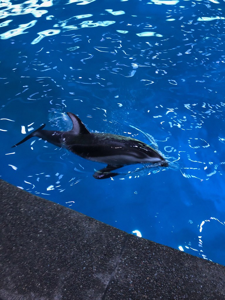 Shedd Aquarium Shedd Aquarium releaseme1 Flickr