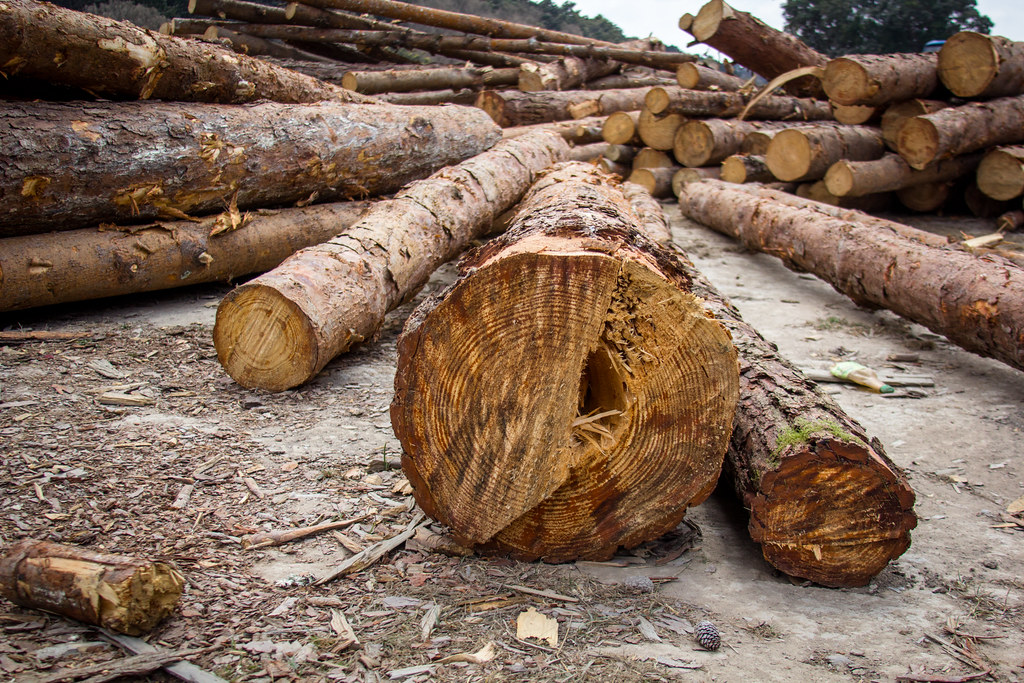 Timber production in villages in Tanzania in Sep… Flickr