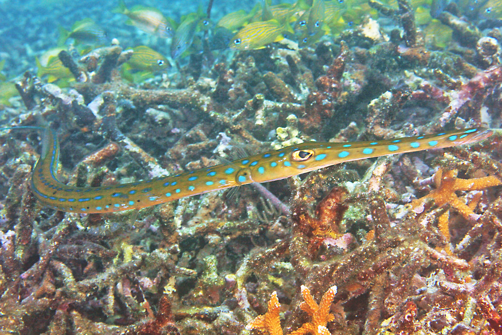 IMG_0698a Bluespotted (Fistularia commersonii) Flickr