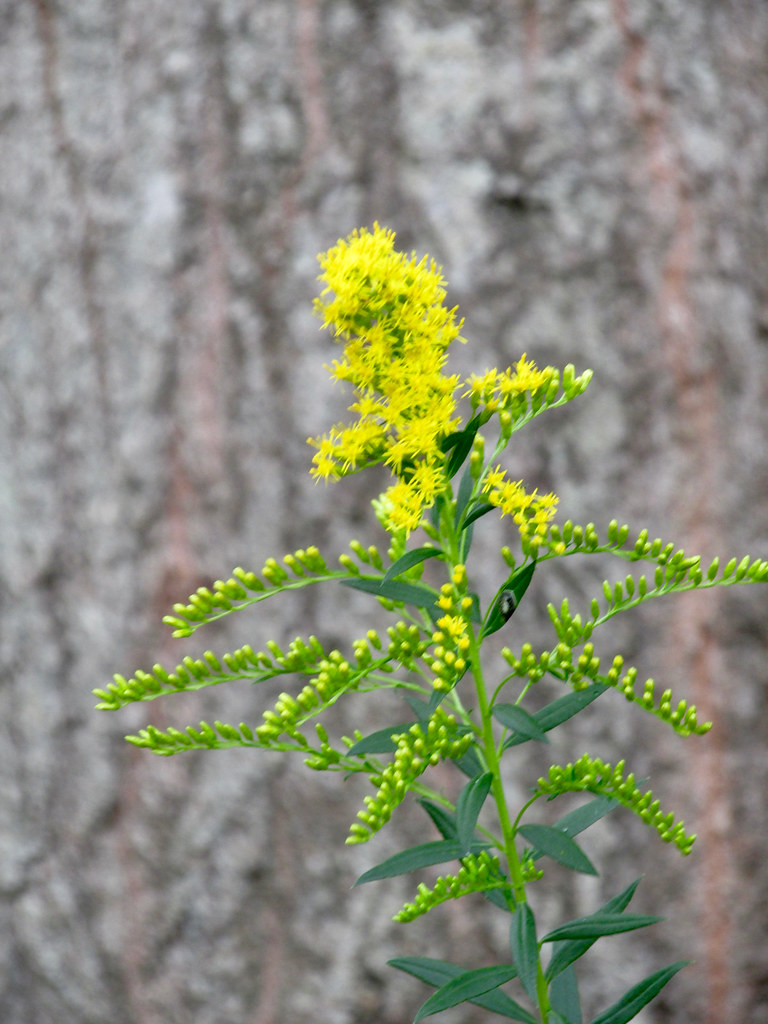 Goldenrod A present from the birds Goldenrod blooming in… Flickr