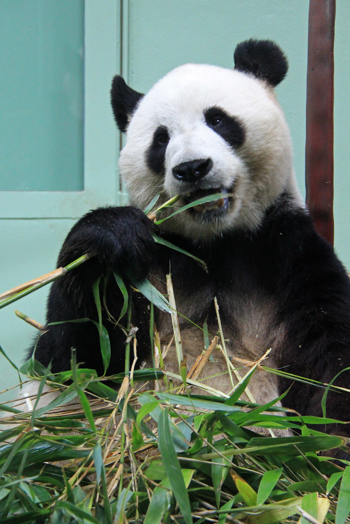 Giant Panda Edinburgh Zoo 04062015 RZSS Edinburgh Zoo is??? Flickr