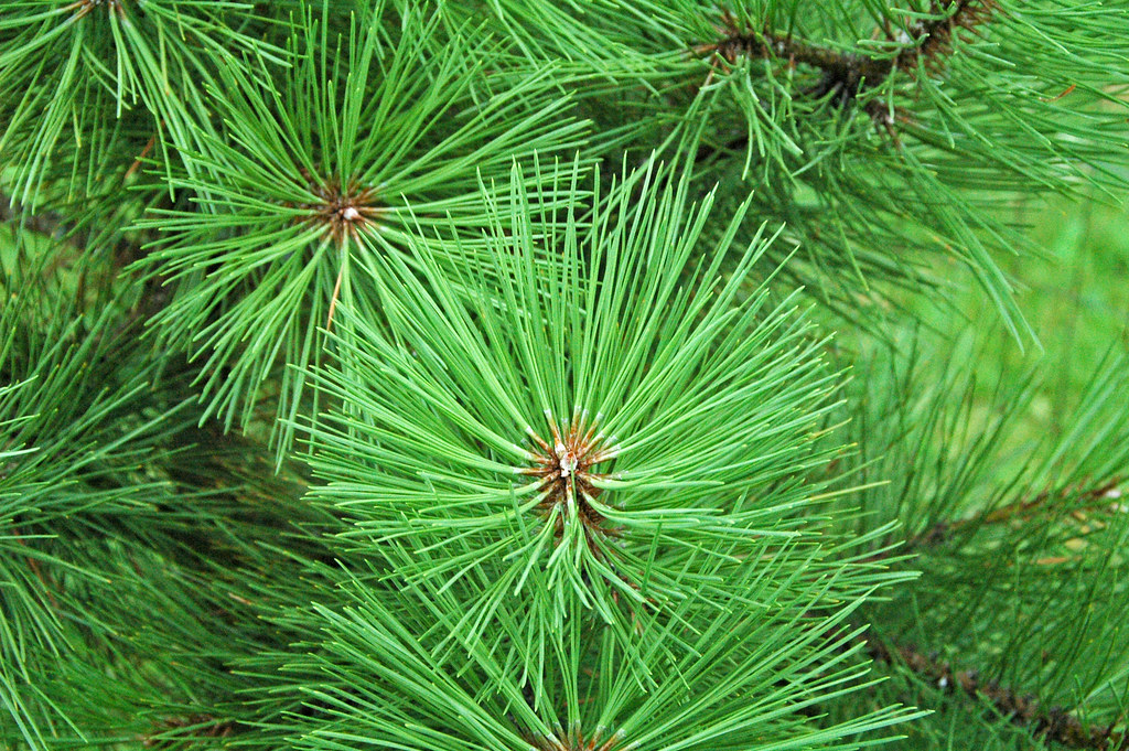 Pinus ponderosa (ponderosa pine) 10 Pinus ponderosa Dougla… Flickr