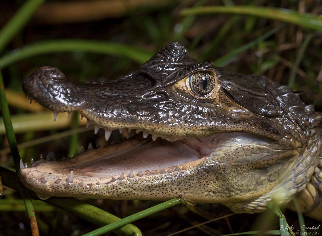 Spectacled Caiman Caiman crocodilus A small adult found in… Flickr