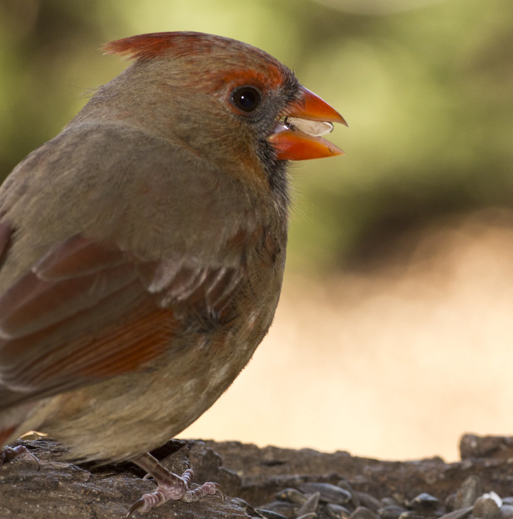cardinal cardinal bird Anne Davis 773 Flickr