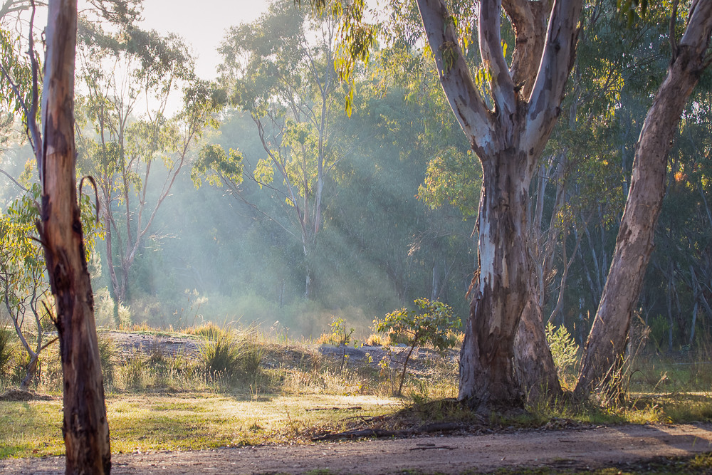 52/52 Sunrays through the Bush Girraween Lodge, Ballandean… Flickr