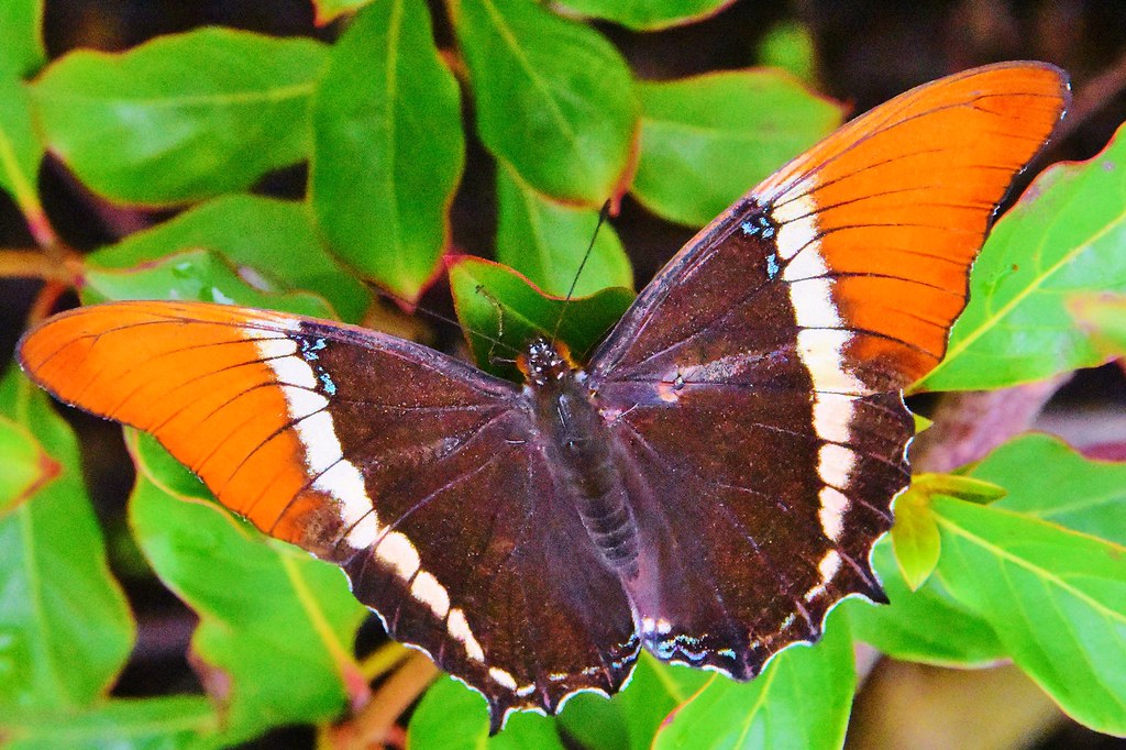 Butterfly exhibition Chicago Botanic Garden Steve Lamb Flickr