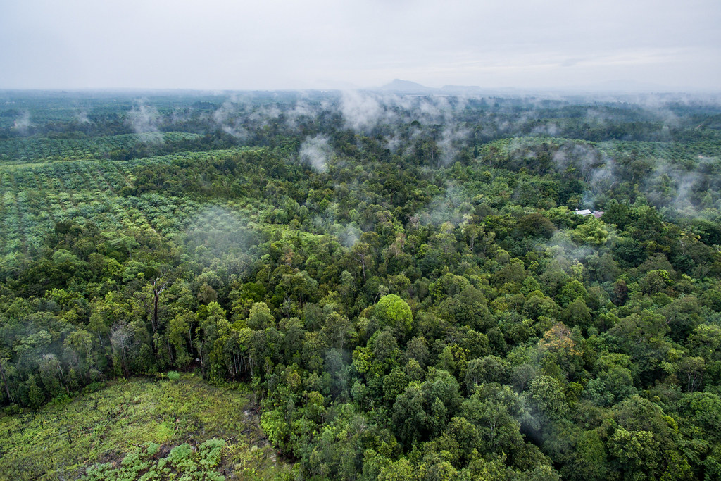 Aerial view of oil palm plantation CIFOR Knowledge