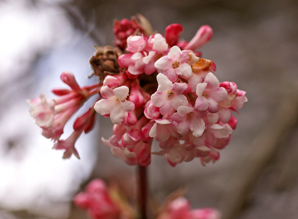 Schneeball, Bodnant / Pink Dawn Viburnum (Viburnum × bodnantense) a