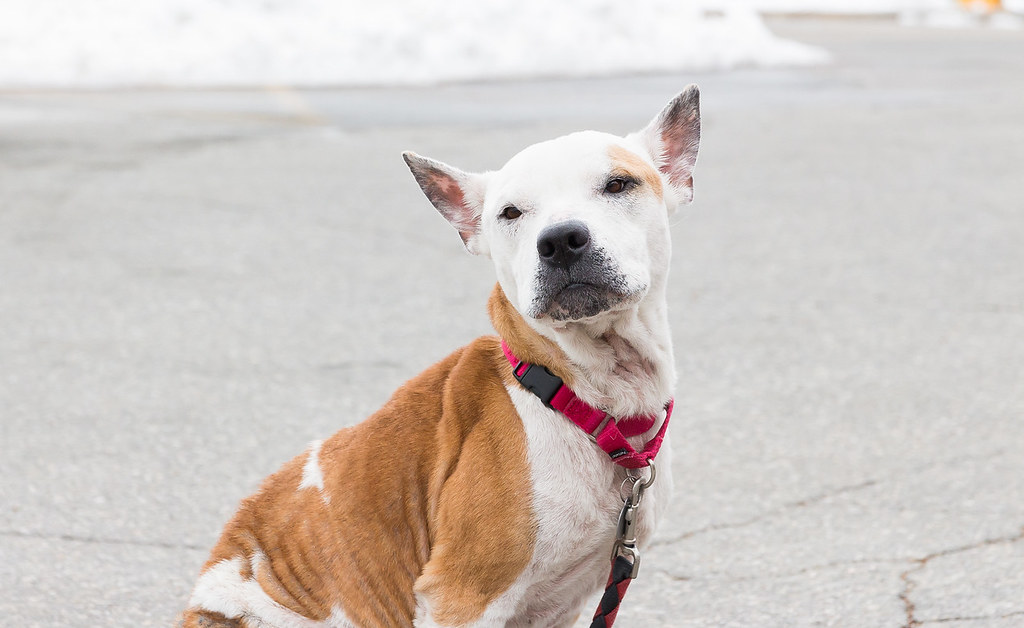SashaDog (6 of 1)X2 Lowell Humane Society Flickr