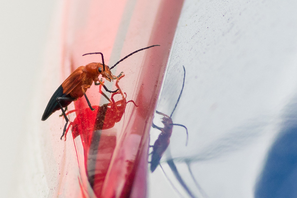 Some sort of Soldier Beetle? FAMILY CANTHARIDAE? On the ta… Flickr