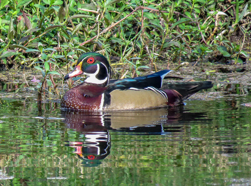Wood Duck Florida pond Samuel Krah Flickr