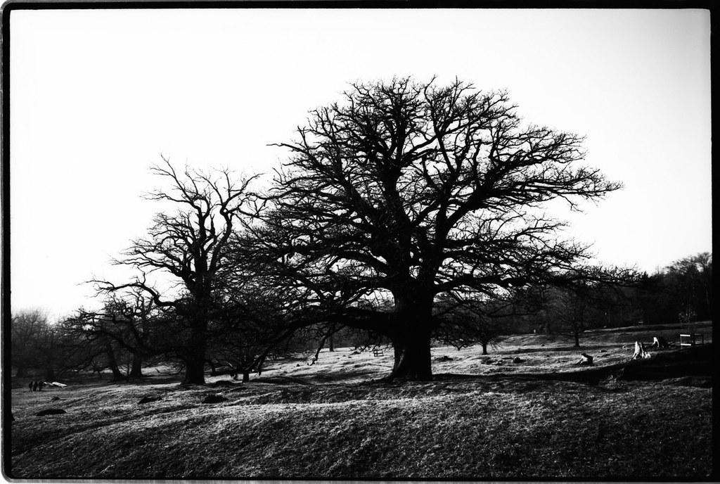Old Oak Trees Taken near Maienfeld, Switzerland. Washi S e… Flickr
