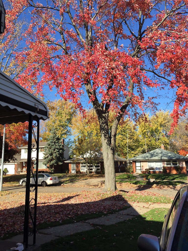 Auumn2014MIHarperWoods Autum 2014 in Harper Woods MI U… Flickr