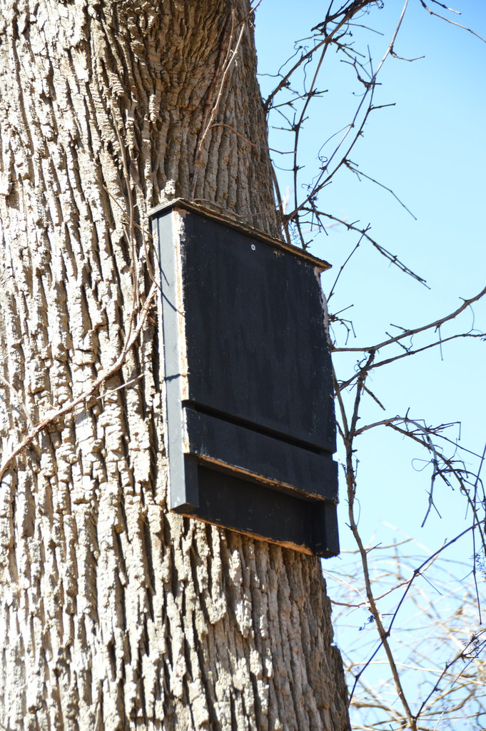 Bat house Taken at Black hawk State Park,Rock Island,IL. B… Flickr