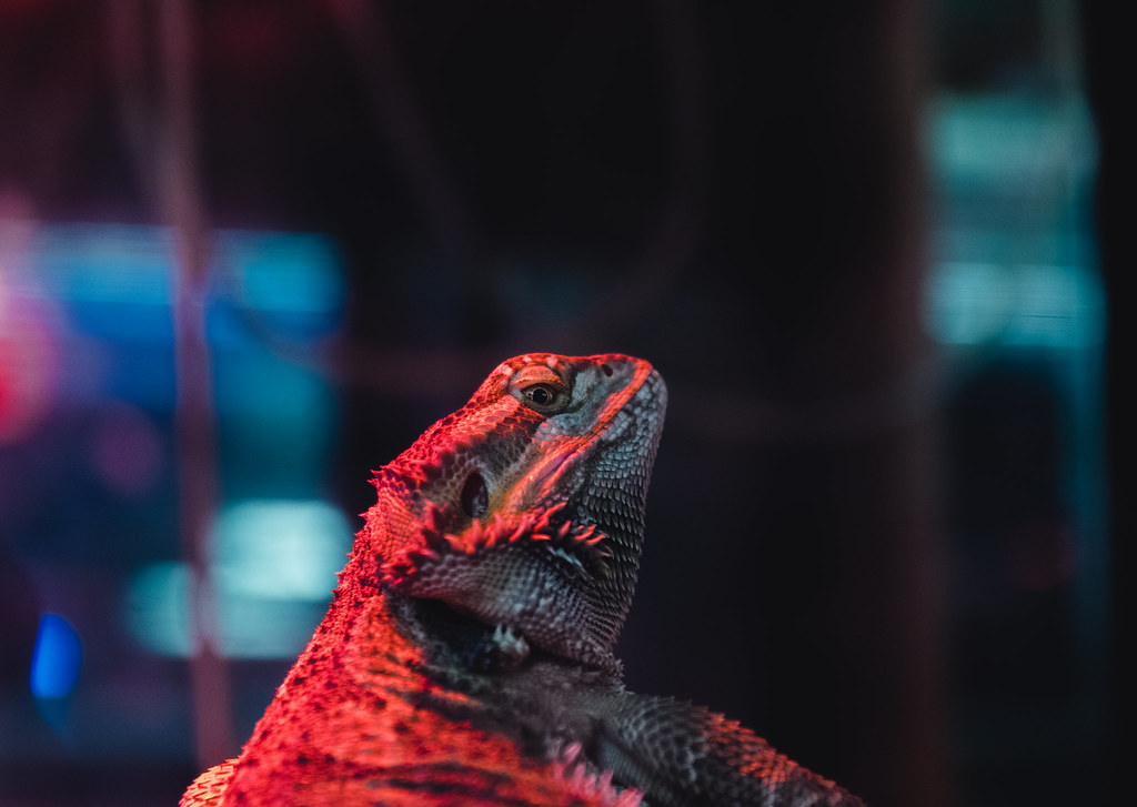 The Eye From a pet store, Dublin, Ireland Brendan Ward Flickr