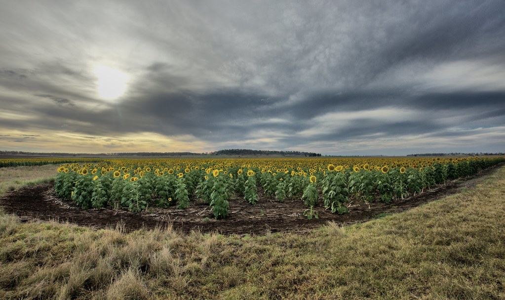 SUNFLOWERS AUBIGNY QLD Not on the 'known' Sunflower Route … Flickr