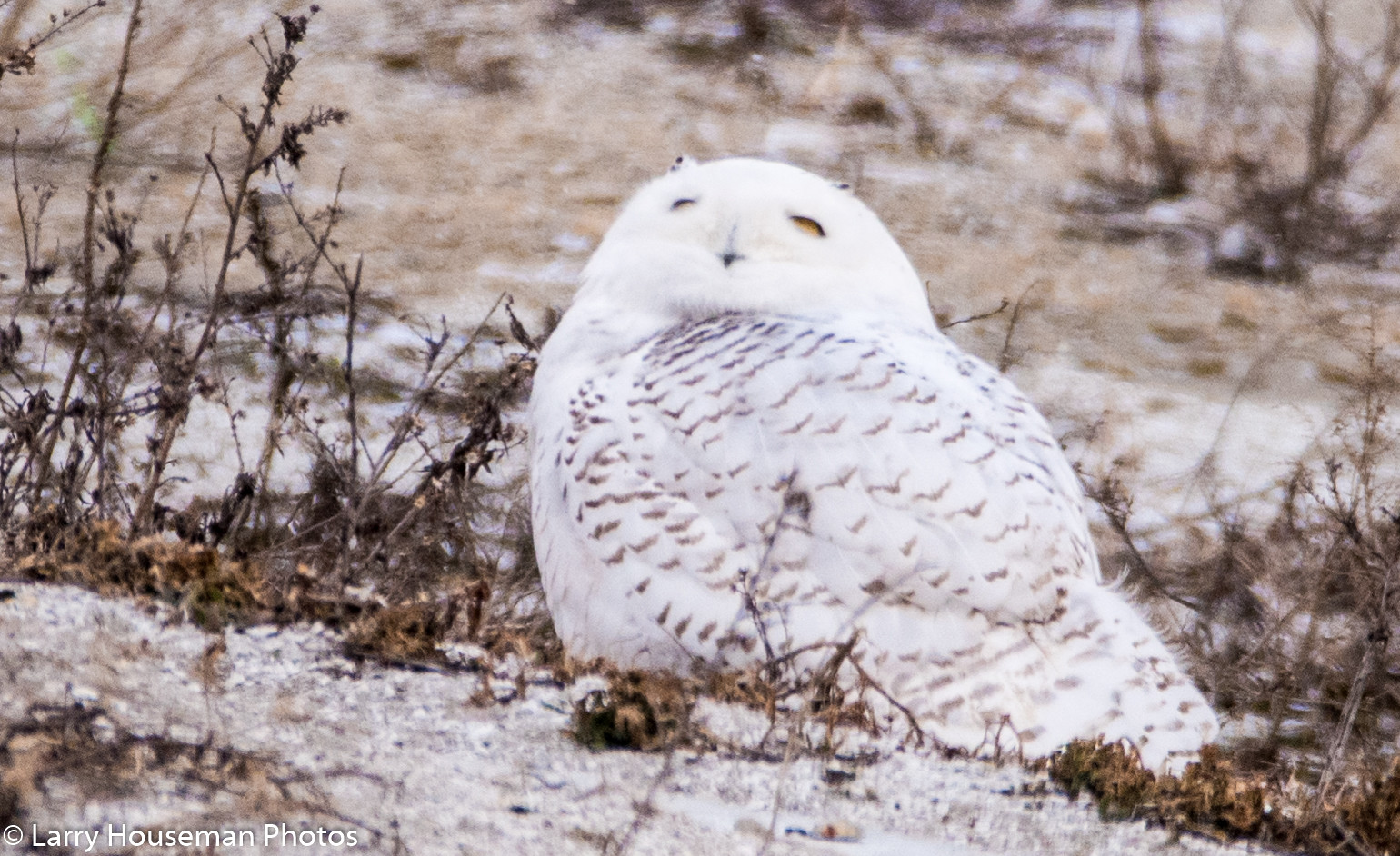 Owls Hawks Falcons Flickr