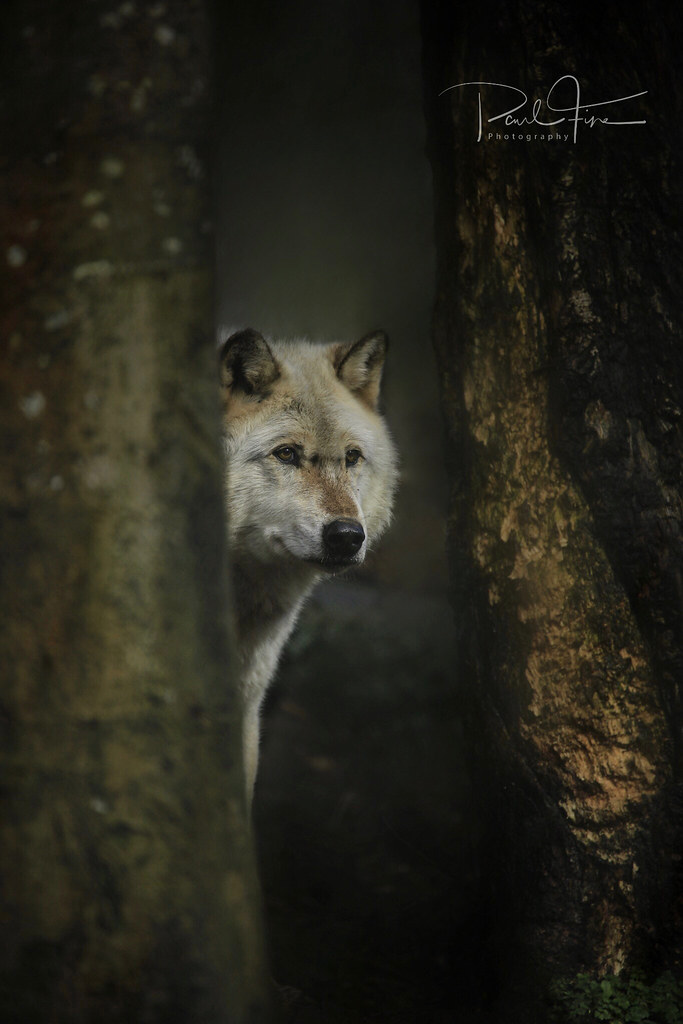 Grey WolfDartmoor zoological park paul fine Flickr