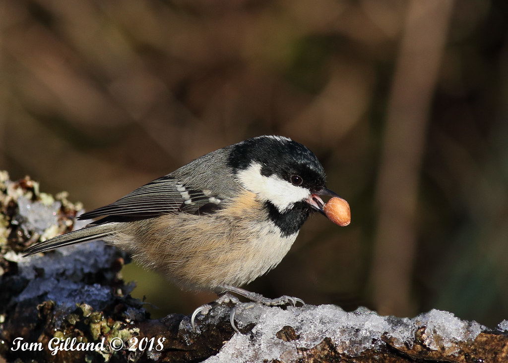 Coal Tit, Burngrange Gardens, West Calder (2) 20 January 2… Flickr