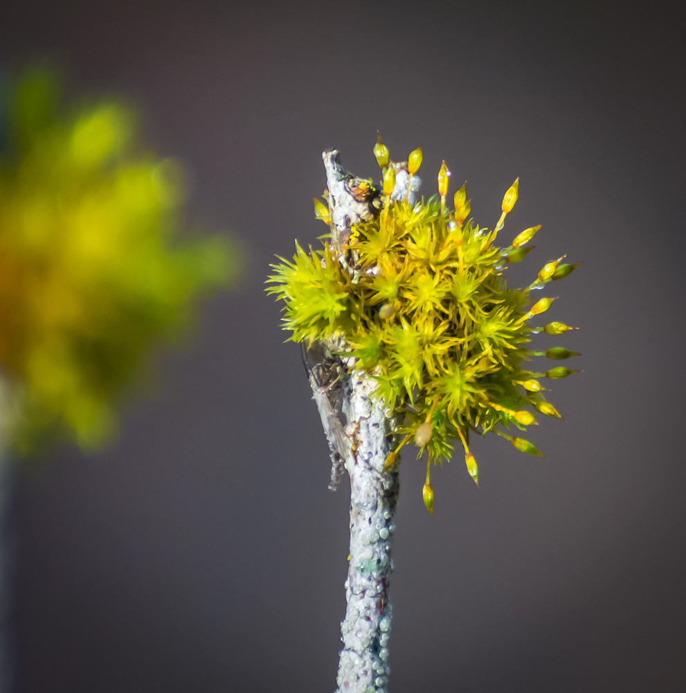 Moss on a twig. Interesting how Moss will Grow,and where i… Flickr