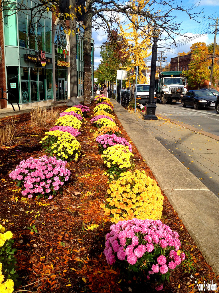 Mums Cleveland Heights, Ohio 2017 Thom Sheridan Flickr