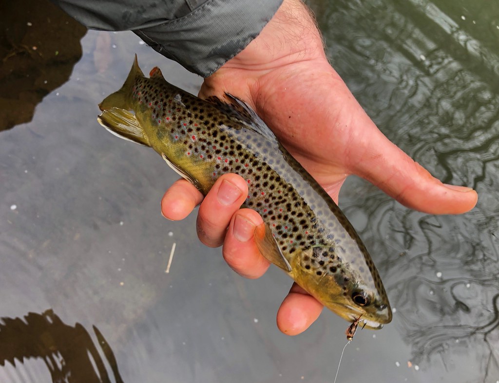 Trout Fishing in America rome.dome Flickr