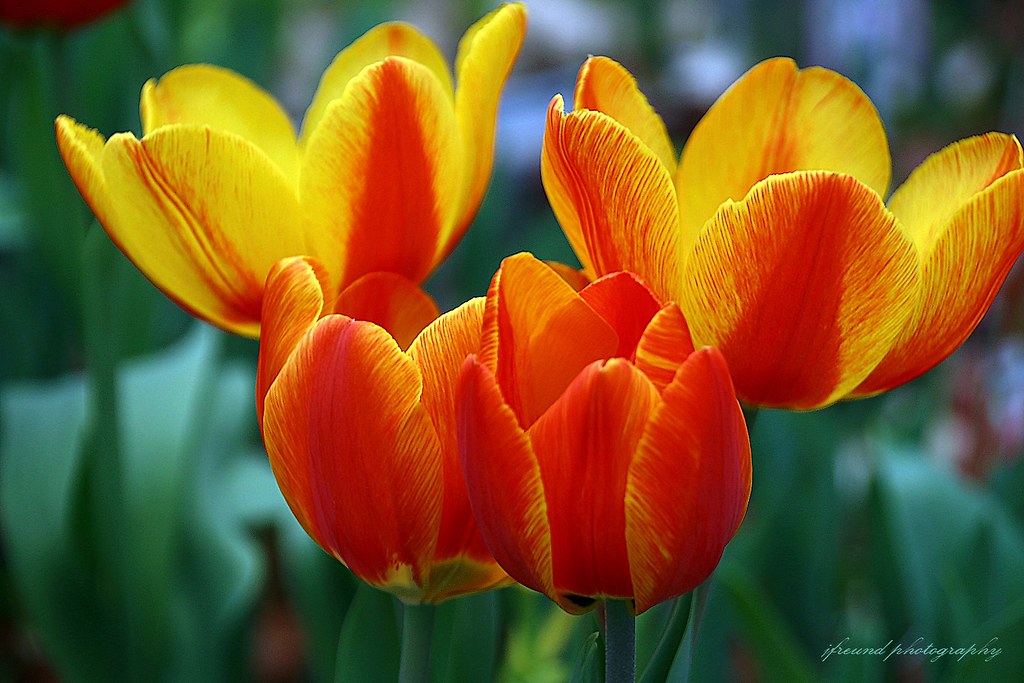 Single early winter Tulips Single Early Tulips are short s… Flickr