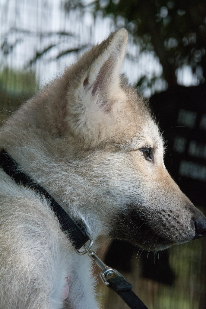 Browns Zoo 2015 Flickr