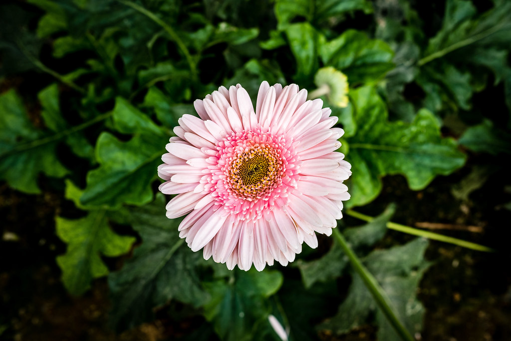 Strawberry Farm & Garden A visit to Strawberry Farm near G… Flickr