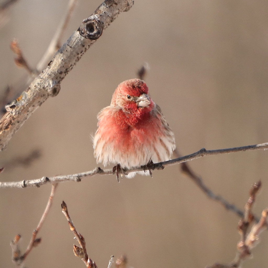 House Finch Garrett Hoffmaster Flickr