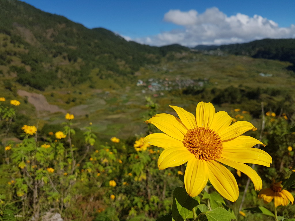 Yellow Flower Philippines “Sunflower” Cordilleras © Gelbe … Flickr