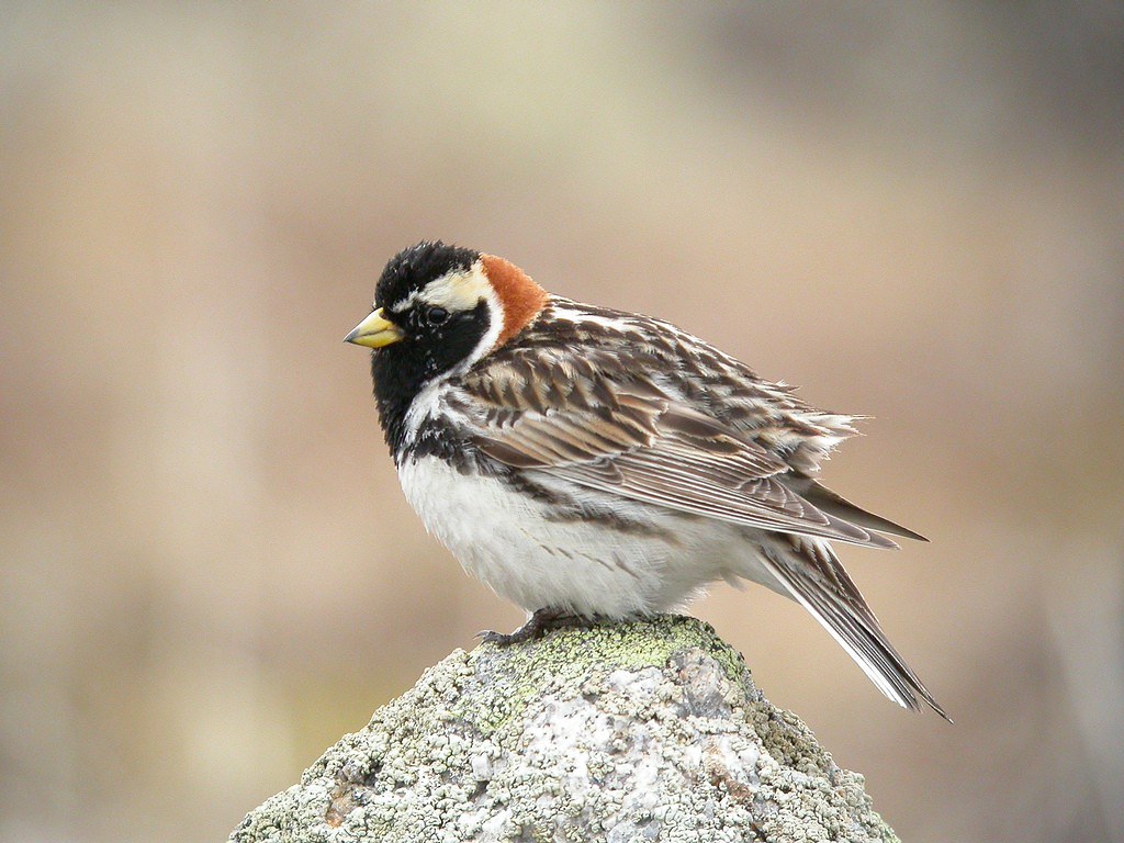 WINGS Birding Tours to Alaska Gambell in Spring Photo Slideshow