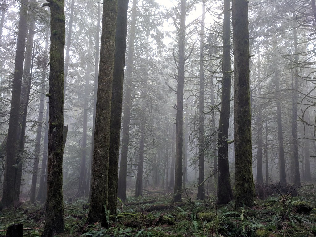 Forest Bathing Wet Sunday in the Community Forest. "Bathin… Flickr